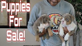 Mini English Bulldog Puppies Looking For Their Forever Homes 😍 [upl. by Saffian]