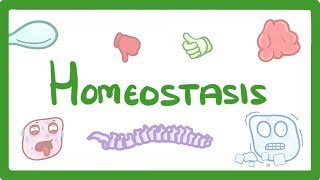 GCSE Biology  Homeostasis 54 [upl. by Timofei669]