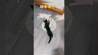 Cat stimulation videos  stimulation videos of cats cat catshorts catvideosforcatstowatch [upl. by Grew]