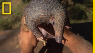 The Tragic Tale of a Pangolin the World’s Most Trafficked Animal  Short Film Showcase [upl. by Larrad]