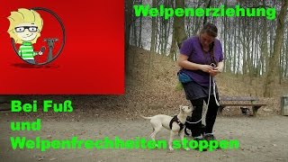 FOLGE 10 Welpenerziehung Fuß beibringen und Welpenfrechheiten richtig stoppen [upl. by Akenal]