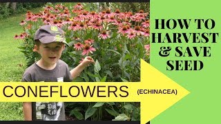 HOW TO COLLECT AND SAVE CONEFLOWER SEEDS ECHINACEA [upl. by Zendah]