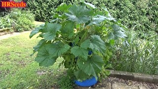 Huge zucchini plant Cucurbita moschata [upl. by Hsirk]