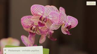 Comment faire refleurir une orchidée   LEsprit Jardin 🌱 [upl. by Anerom]