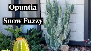 Opuntia Polyacantha Snow Fuzzy  24 Days of Cacti amp Succulents [upl. by Rafaelita]