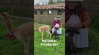 Its National Vicuña Day 🇵🇪🦙 [upl. by Newbold945]