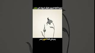 زهرة آكلة لحوم البشر [upl. by Sharman417]