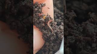 Baby eisenia andrei and cocoon wormfarm wormcomposting [upl. by Ahseyd]