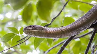 King cobra Ophiophagus hannah vulnerable  Sungei Buloh nature [upl. by Lundberg]