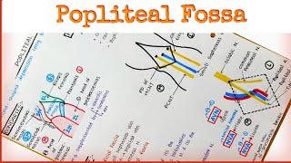 Popliteal Fossa  Only One Page [upl. by Merriott]