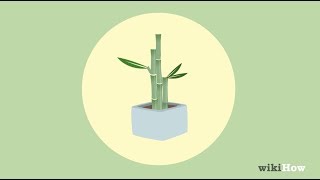 How to Take Care of Lucky Bamboo [upl. by Alvan869]