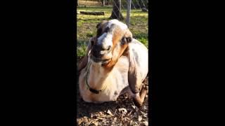 Labored breathing  pregnant goat  Camelot Hills [upl. by Tearle]