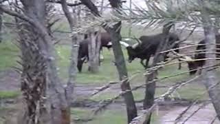 daytime view 2001 2 Ankole Cattle [upl. by Finegan327]