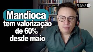 Mandioca tem valorização de 60 da raiz desde maio informa Fábio Isaías Felipe do CEPEA [upl. by Eiramanitsirhc]