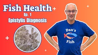 Fish Health ep1 Epistylis Diagnosis [upl. by Sabina261]