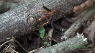 A Parasitoid Wasp Labena grallator Ovipositing [upl. by Loriner]