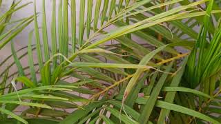 How to care areca palm care tips mustwatch [upl. by Ernald]