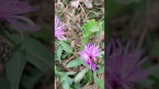 Centaurea  The Bikers flower [upl. by Berthe596]