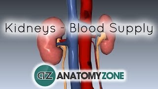 Blood Supply to the Kidneys  3D Anatomy Tutorial [upl. by Eener]