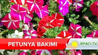 Petunya Bakımı ve Petunyanın Özellikleri [upl. by Threlkeld]