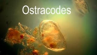 Ostracod [upl. by Lunetta33]