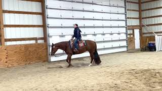 Who Willy Knew 2016 AQHA Mare [upl. by Christina]