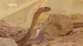 Egipto Salvaje Documental Completo  Nat Geo Wild HD [upl. by Ashbaugh]