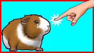 15 Ways You Are Hurting Your Guinea Pig Without Realizing [upl. by Toback]