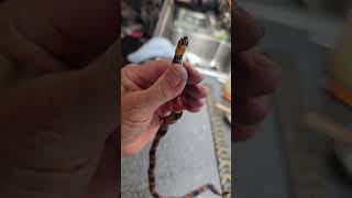 First Coral Snake in the Rescue [upl. by Iand]