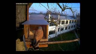 Kestrel visting the nest box [upl. by Karol]