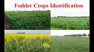 Fodder Crops Identification [upl. by Kinzer]