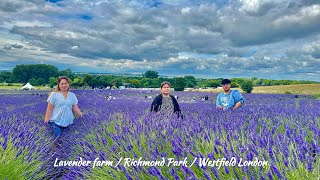 Visit Lavender farm  Richmond park amp Westfield london 2024 [upl. by Hitchcock409]