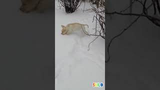 Sulodogs labradorinnoutaja labrador snow doglife [upl. by Tjon63]