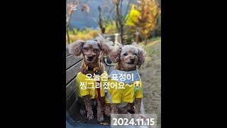 금은별이 푸들 세모녀산책브이로그강아지반려견 puppy cutepuppys dog cutedog doglover 댕댕이 dogshortspoodle [upl. by Grethel]