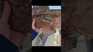 I Caught a GIANT Grouper on Live Bait [upl. by Aiuqcaj203]