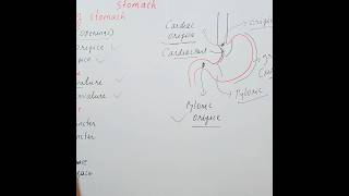 Stomach  Cardiac sphincter Digestive system [upl. by Scholz]