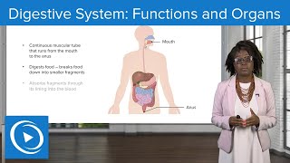 Digestive System Functions and Organs – Physiology Lecturio Nursing [upl. by Leamhsi]