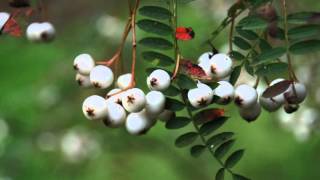 Sorbus koehneana Whitefruited Chinese Rowan [upl. by Nnylidnarb]