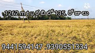 ajay vemurimtu1318nwepaddyvarietiesnwe paddy varieties mtu 1262 9441594147 9390551334 [upl. by Haugen]