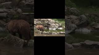 bear lours en pleine nature qui marche sur son territoire [upl. by Merton680]