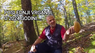 GLJIVE SA ALDINOM  KRASNICE VRGANJI SUNČANICE [upl. by Godfrey]