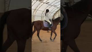 rode in a dressage saddle Did I look better music englishriding dressage fypシ゚ equestrian [upl. by Inait16]