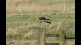 probable Tundra Peregrine Falcon Cley Norfolk 161124 [upl. by Iznek987]