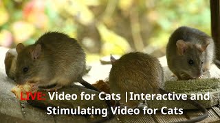 🔴 247 LIVE Video for Cats  Fun Cat Games for Cats  Interactive and Stimulating Video for Cats [upl. by Christianson27]