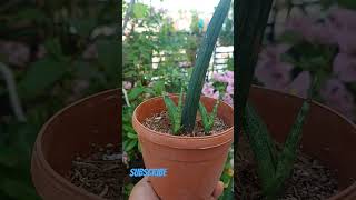 Sansevieria cylindrica propagated from Leaf [upl. by Nnadroj965]