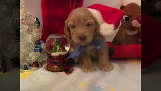 Lovable Holidays Labradoodle Puppies [upl. by Irene]