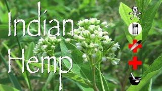 Indian Hemp Poison Medicinal amp Other Uses [upl. by Anoved]