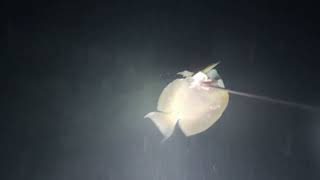 Night Dive in Dawisan Reef  Palawan [upl. by Mathi665]