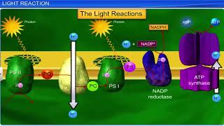 CBSE Class 11 Biology  Photosynthesis in Higher Plants  Full Chapter  By Shiksha House [upl. by Afnin956]