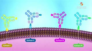 Antigenic Determinants Epitopes  Animation [upl. by Hoffman]